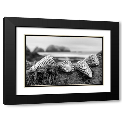 Crescent Beach Shells 3 Black Modern Wood Framed Art Print with Double Matting by Blaustein, Alan
