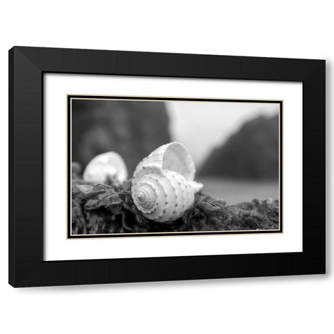 Crescent Beach Shells 1 Black Modern Wood Framed Art Print with Double Matting by Blaustein, Alan
