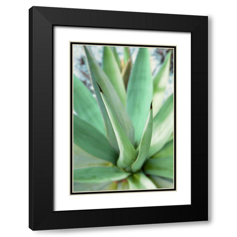 Agave Succulent #1 Black Modern Wood Framed Art Print with Double Matting by Blaustein, Alan