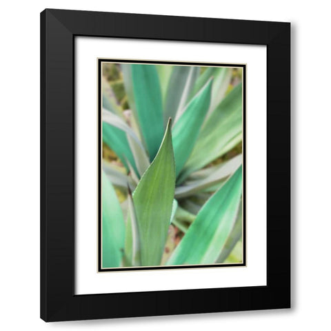 Agave Succulent #3 Black Modern Wood Framed Art Print with Double Matting by Blaustein, Alan
