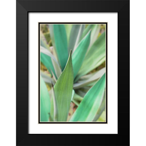 Agave Succulent #3 Black Modern Wood Framed Art Print with Double Matting by Blaustein, Alan