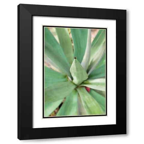 Agave Succulent #2 Black Modern Wood Framed Art Print with Double Matting by Blaustein, Alan