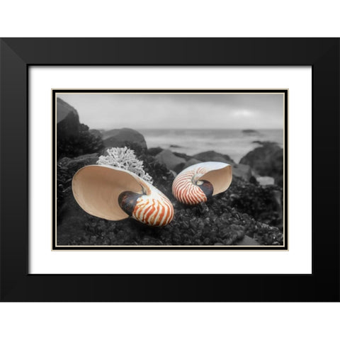 Crescent Beach Shells 2 Black Modern Wood Framed Art Print with Double Matting by Blaustein, Alan