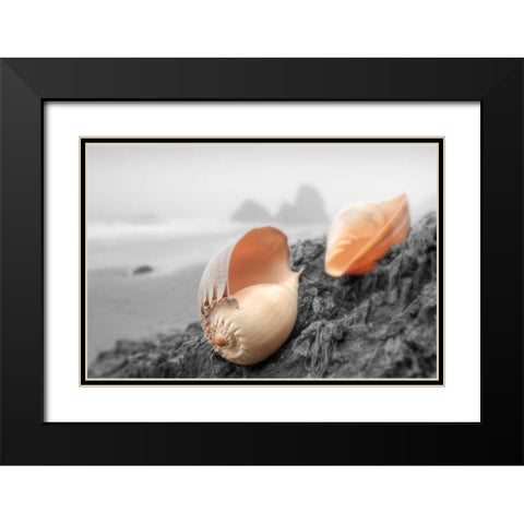 Crescent Beach Shells #20 Black Modern Wood Framed Art Print with Double Matting by Blaustein, Alan