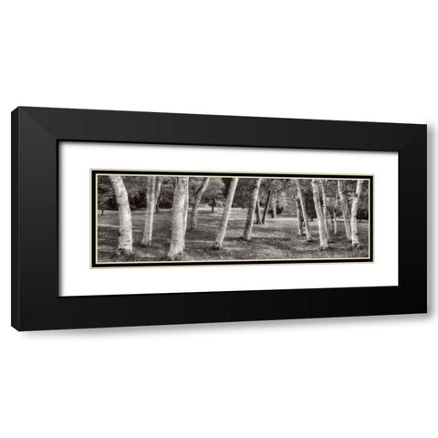 Birch Trees No.1 Black Modern Wood Framed Art Print with Double Matting by Blaustein, Alan