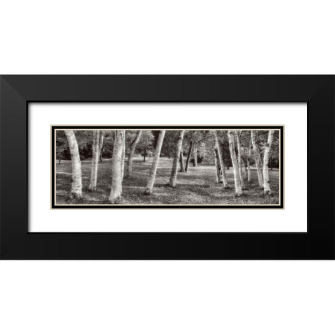 Birch Trees No.1 Black Modern Wood Framed Art Print with Double Matting by Blaustein, Alan