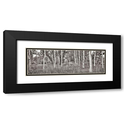 Birch Trees No.2 Black Modern Wood Framed Art Print with Double Matting by Blaustein, Alan
