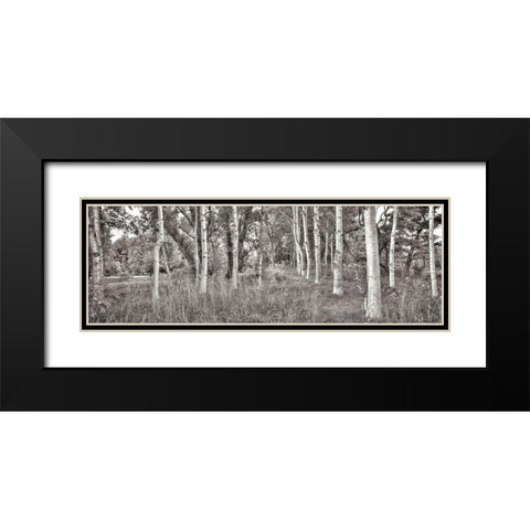 Birch Trees No.2 Black Modern Wood Framed Art Print with Double Matting by Blaustein, Alan