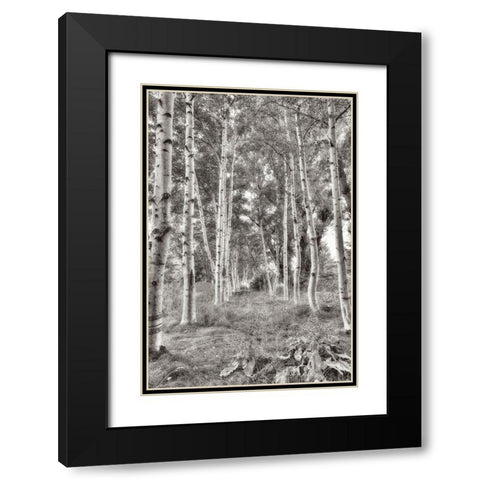 Birch Trees No.3 Black Modern Wood Framed Art Print with Double Matting by Blaustein, Alan