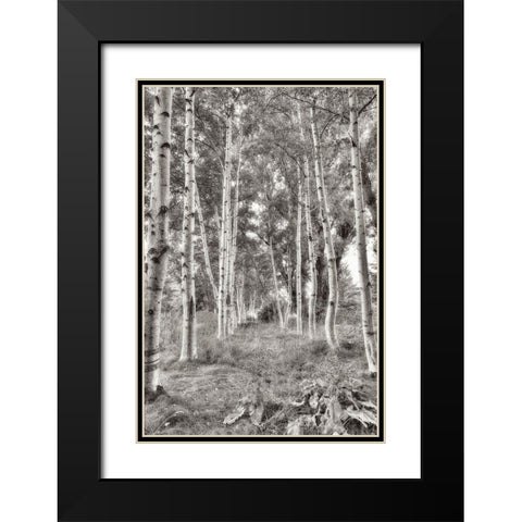 Birch Trees No.3 Black Modern Wood Framed Art Print with Double Matting by Blaustein, Alan