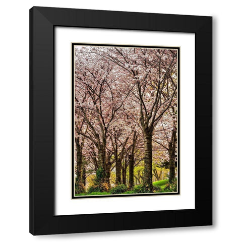 Cherries in Bloom Black Modern Wood Framed Art Print with Double Matting by Burdick, Chuck