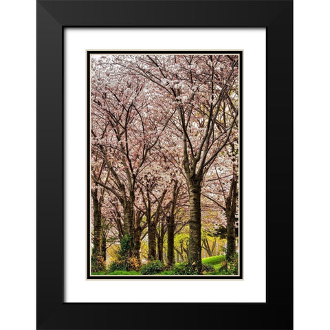Cherries in Bloom Black Modern Wood Framed Art Print with Double Matting by Burdick, Chuck