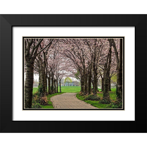 Cherry Blossom Path Black Modern Wood Framed Art Print with Double Matting by Burdick, Chuck