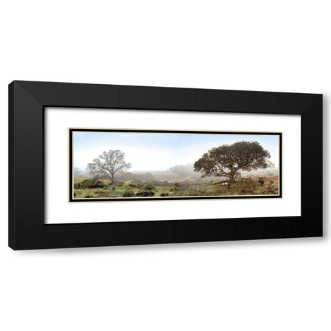 Sonoma Oak Trees No. 1 Black Modern Wood Framed Art Print with Double Matting by Blaustein, Alan