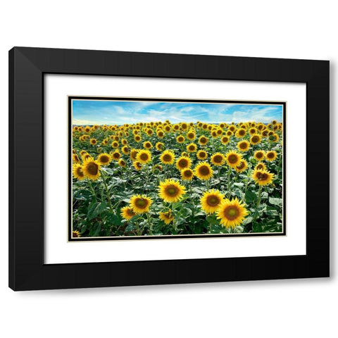 Cotona Sunflowers #1 Black Modern Wood Framed Art Print with Double Matting by Blaustein, Alan