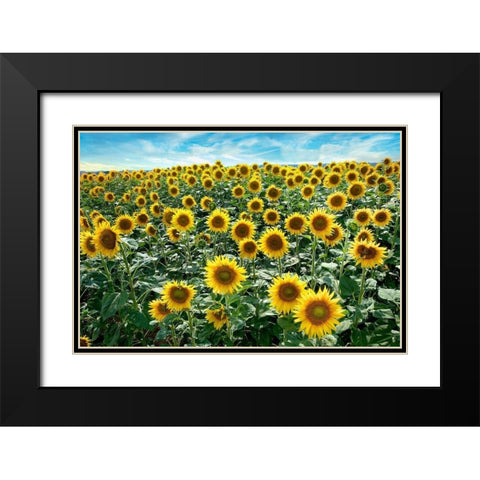 Cotona Sunflowers #1 Black Modern Wood Framed Art Print with Double Matting by Blaustein, Alan