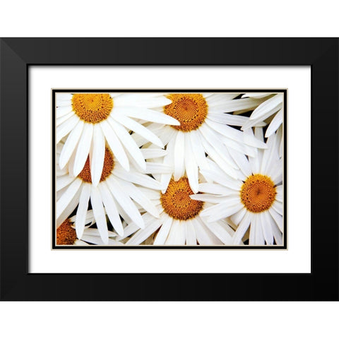 Daisy Splash Black Modern Wood Framed Art Print with Double Matting by Broom, Michael