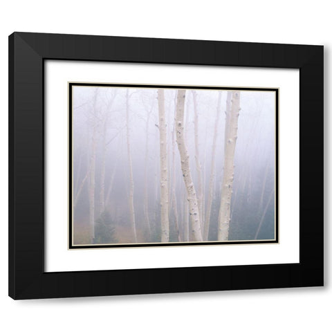 Aspens In The Fog Black Modern Wood Framed Art Print with Double Matting by Becia, Jim