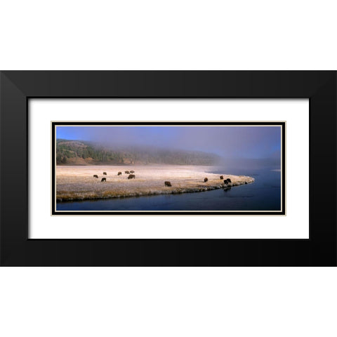 Bison Along the Firehole Black Modern Wood Framed Art Print with Double Matting by Becia, Jim