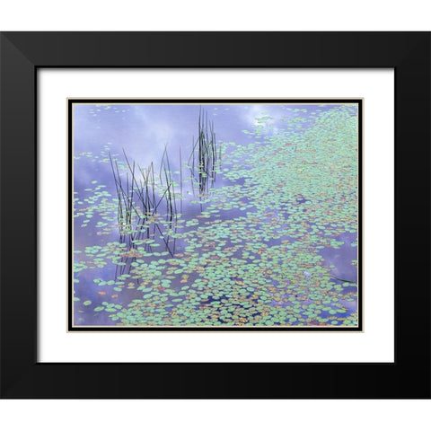 Damselfly and Lily Pads Black Modern Wood Framed Art Print with Double Matting by Becia, Jim
