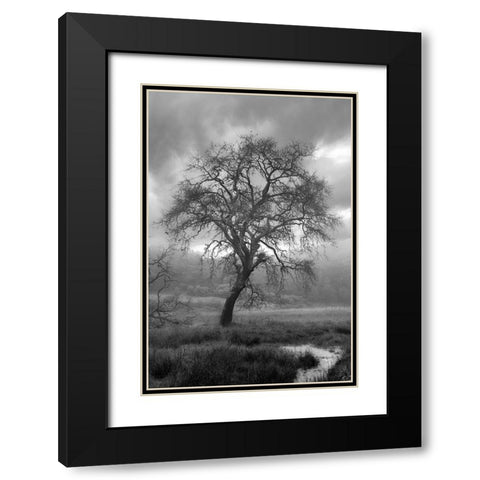 Coastal Oak Series No. 13 Black Modern Wood Framed Art Print with Double Matting by Blaustein, Alan