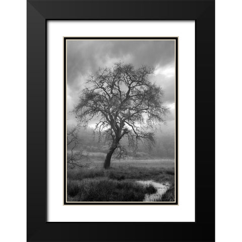 Coastal Oak Series No. 13 Black Modern Wood Framed Art Print with Double Matting by Blaustein, Alan