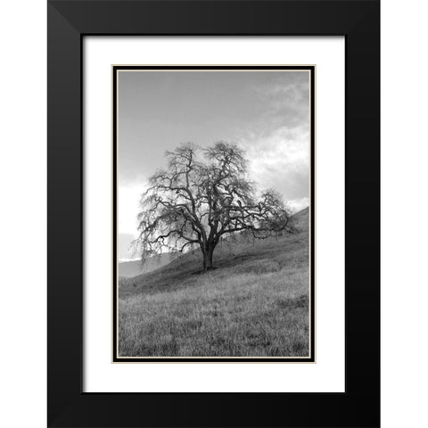 Coastal Oak Series No. 17 Black Modern Wood Framed Art Print with Double Matting by Blaustein, Alan