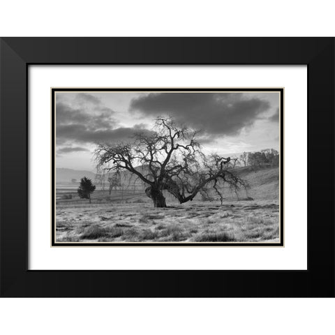 Coastal Oak Series No. 46 Black Modern Wood Framed Art Print with Double Matting by Blaustein, Alan