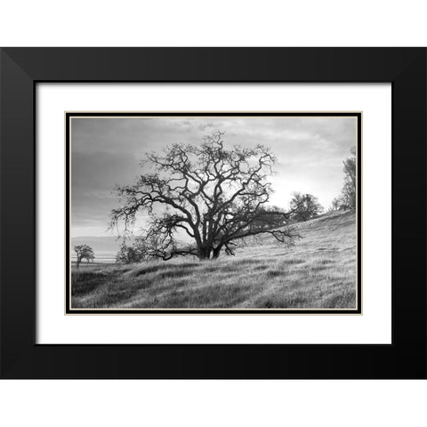 Coastal Oak Series No. 47 Black Modern Wood Framed Art Print with Double Matting by Blaustein, Alan