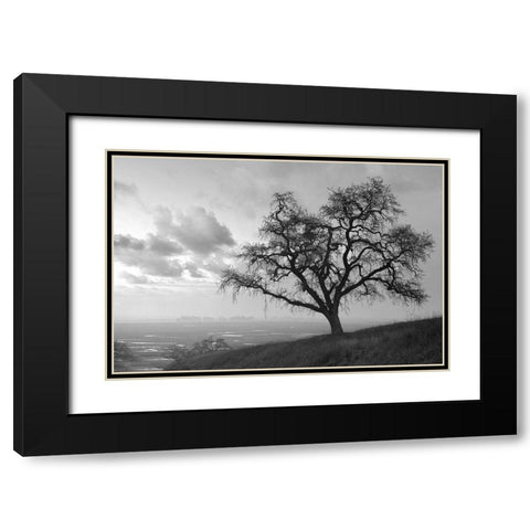 Coastal Oak Series No. 48 Black Modern Wood Framed Art Print with Double Matting by Blaustein, Alan