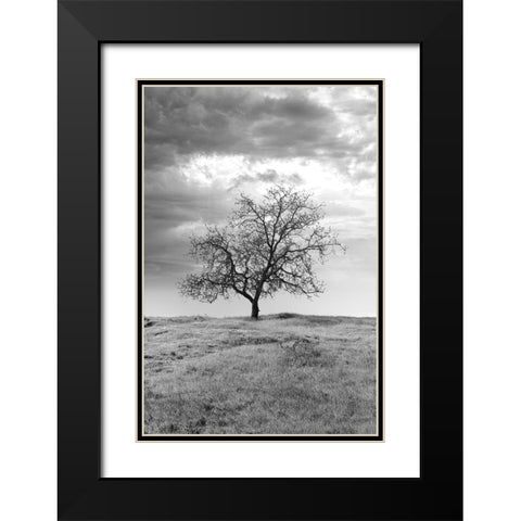 Coastal Oak Series No. 23 Black Modern Wood Framed Art Print with Double Matting by Blaustein, Alan