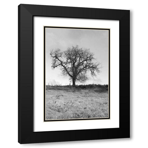 Coastal Oak Series No. 30 Black Modern Wood Framed Art Print with Double Matting by Blaustein, Alan