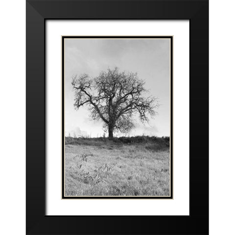 Coastal Oak Series No. 30 Black Modern Wood Framed Art Print with Double Matting by Blaustein, Alan