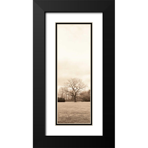 Chestnut Tree Black Modern Wood Framed Art Print with Double Matting by Blaustein, Alan