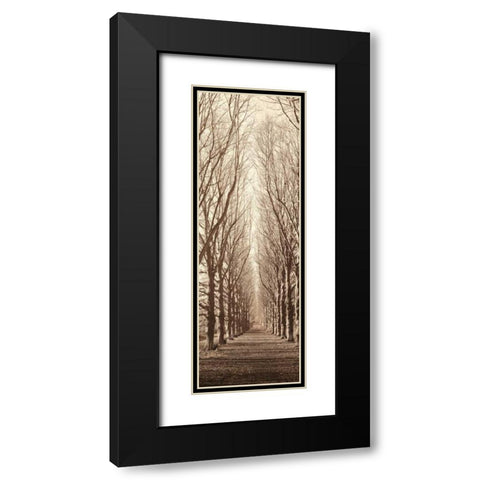 Poplar Trees Black Modern Wood Framed Art Print with Double Matting by Blaustein, Alan