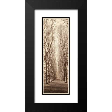 Poplar Trees Black Modern Wood Framed Art Print with Double Matting by Blaustein, Alan