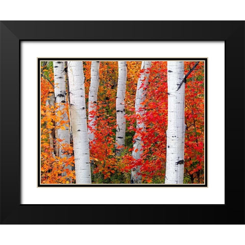Aspens and Maples Black Modern Wood Framed Art Print with Double Matting by Carmel, Elizabeth