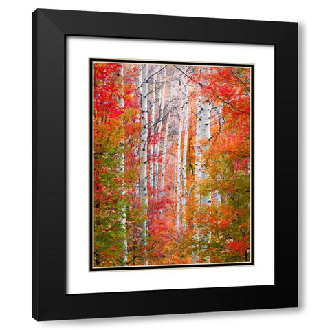 Autumn Passage Black Modern Wood Framed Art Print with Double Matting by Carmel, Elizabeth