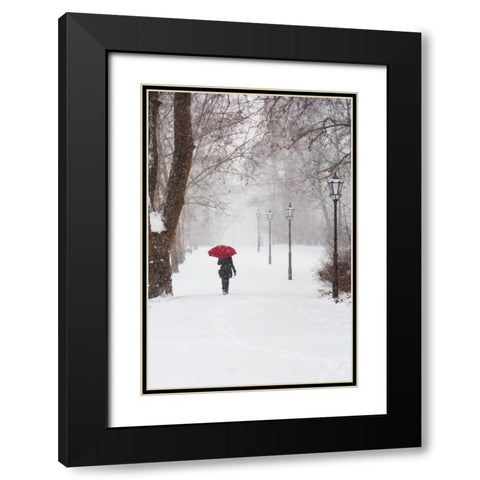 Winter Rose Black Modern Wood Framed Art Print with Double Matting by Corso, Stefano