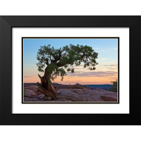Ancient Tree Black Modern Wood Framed Art Print with Double Matting by Cannon, George