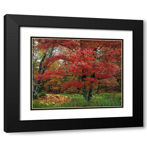Catskill Maple Black Modern Wood Framed Art Print with Double Matting by Cannon, George
