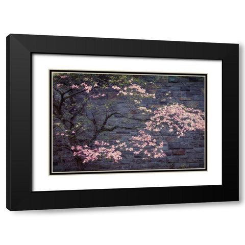 Dogwood in Pink Black Modern Wood Framed Art Print with Double Matting by Cannon, George