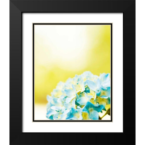 Hydrangea Black Modern Wood Framed Art Print with Double Matting by Cochrane, Carolyn