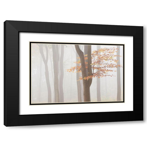 Arnhem Park Zypendaal Black Modern Wood Framed Art Print with Double Matting by Dragt, Wilco