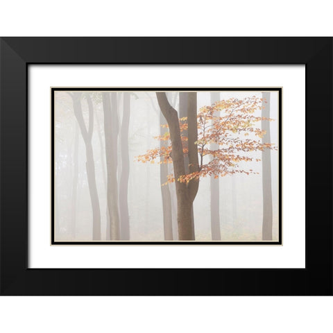 Arnhem Park Zypendaal Black Modern Wood Framed Art Print with Double Matting by Dragt, Wilco