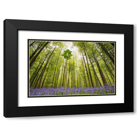 Hallerbos Black Modern Wood Framed Art Print with Double Matting by Dragt, Wilco