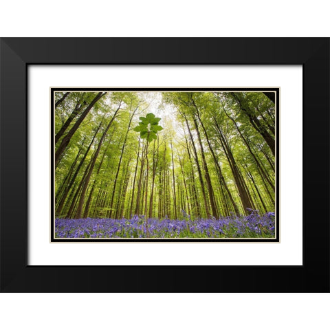 Hallerbos Black Modern Wood Framed Art Print with Double Matting by Dragt, Wilco