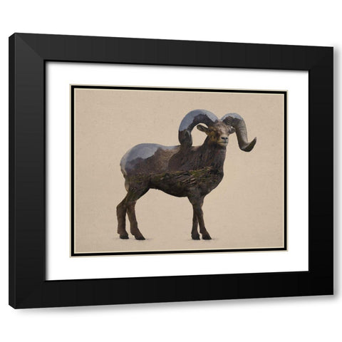Rocky Mountain Bighorn Black Modern Wood Framed Art Print with Double Matting by Davies Babies