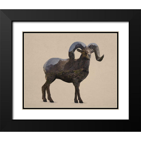Rocky Mountain Bighorn Black Modern Wood Framed Art Print with Double Matting by Davies Babies