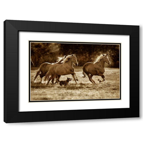 Paso Horses Black Modern Wood Framed Art Print with Double Matting by Dearing, Lisa